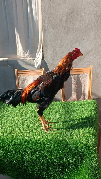 Dakan joja xoroz sotiladi