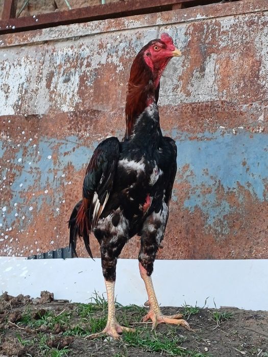 45 ке беріп жіберемін бір жерден