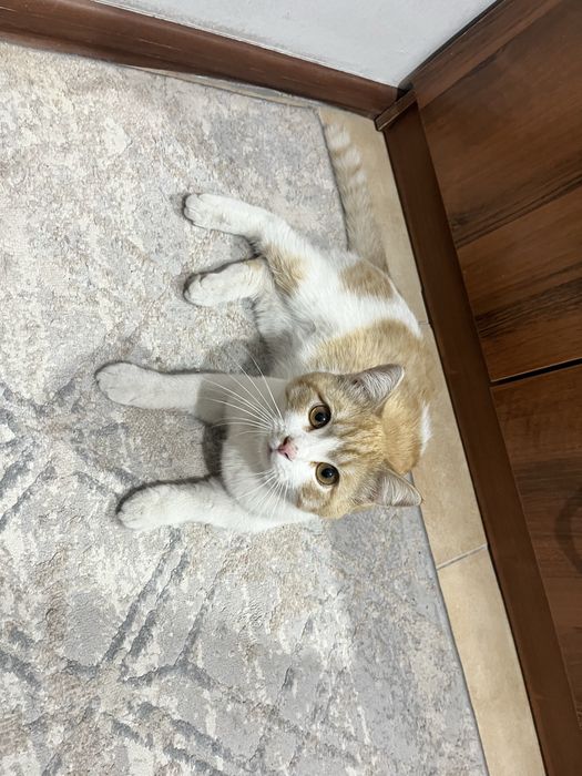 Кошка (мальчик), бесплатно