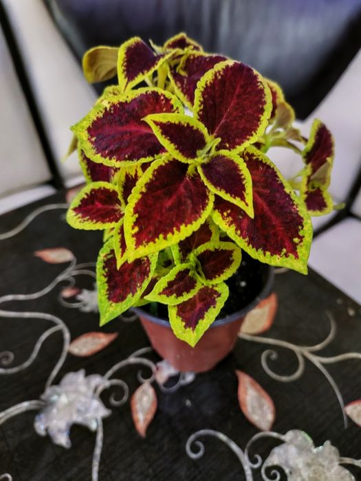 Колеусы, доставка