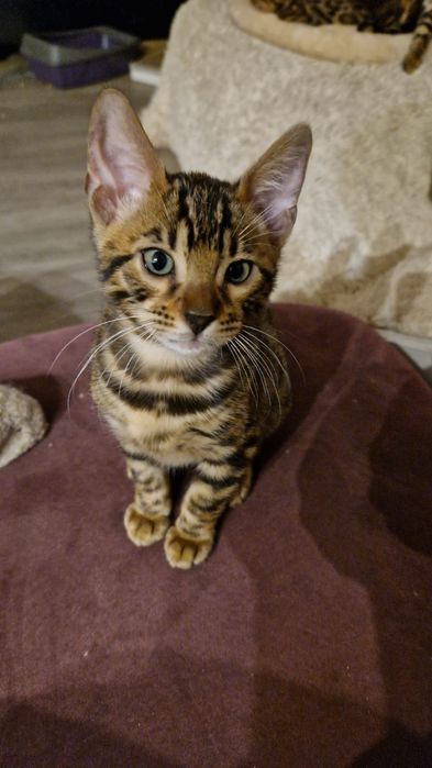 Продаются котята бенгальской кошки