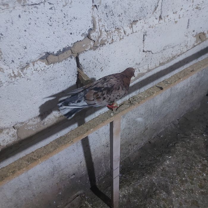 Орех самка ширик 17хвост