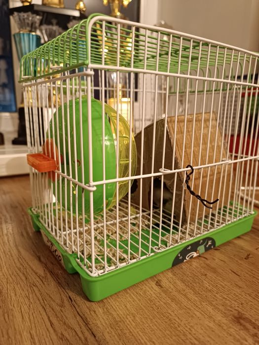 Продам двух Хомяков