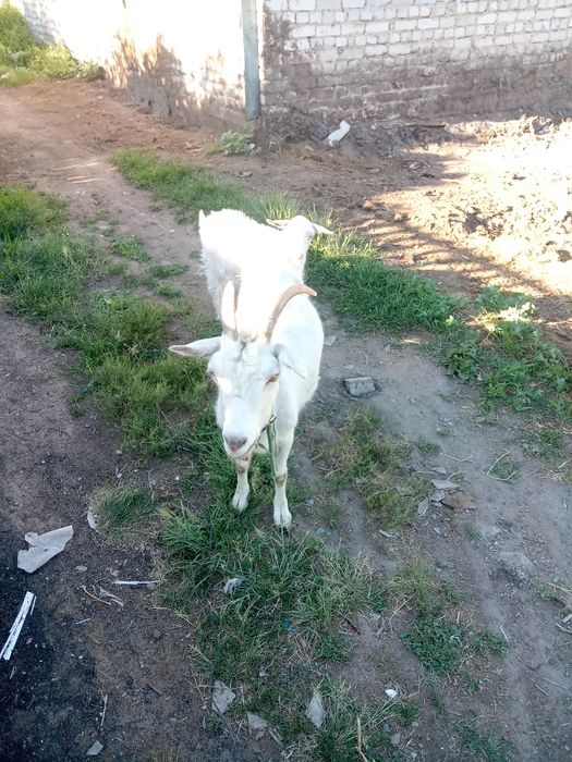 Продам козу с казленком