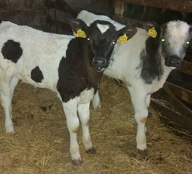 Vitei semi întărcați