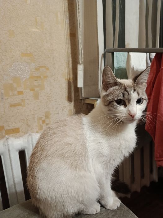 Отдаю кошку в добрые ручки
