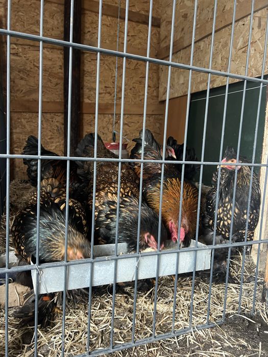Oua de brahman gold si de brahman herminat deschis