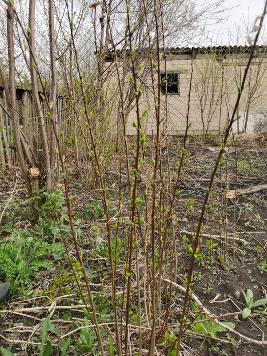 Продам саженцы сливы, вишни, сирени