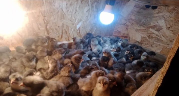 Доминант Балапан