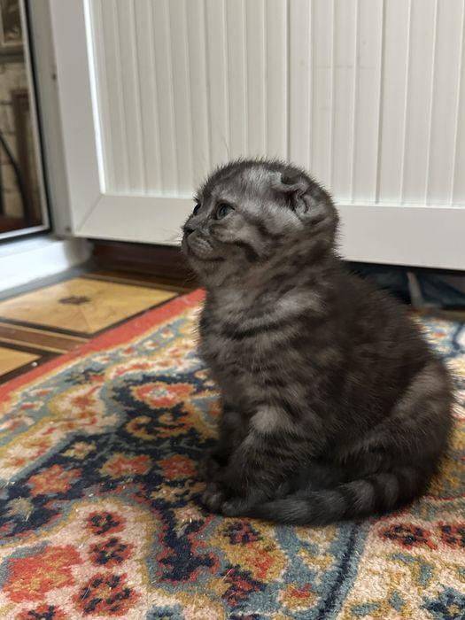 Ласковые умные милые котята