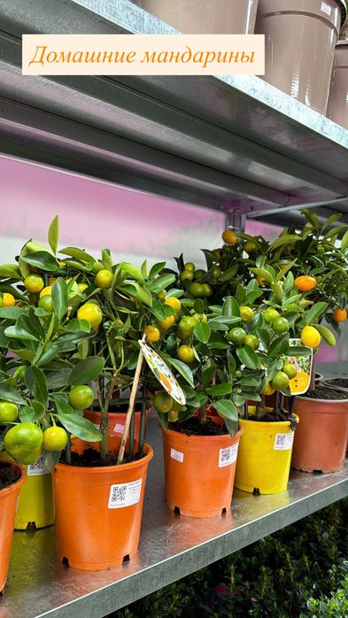 Недорогие цветы к празднику