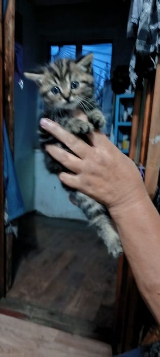 Котята британские