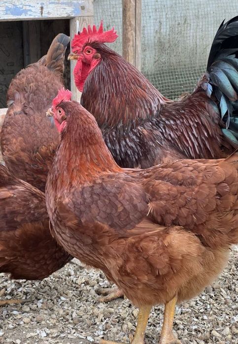 Хан хяп тухумлари сотилади