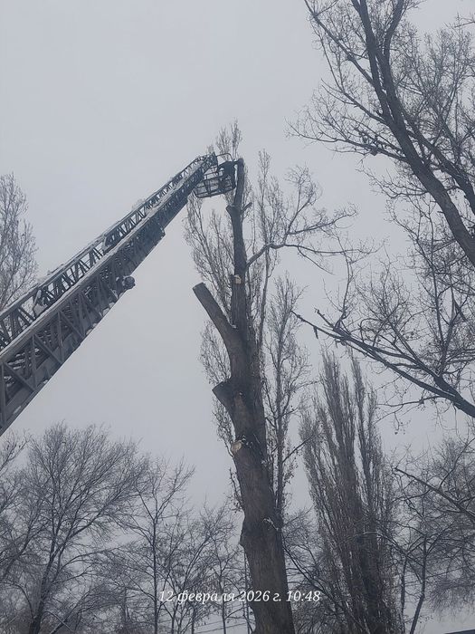 Спил деревьев обрезка плодовых деревьев