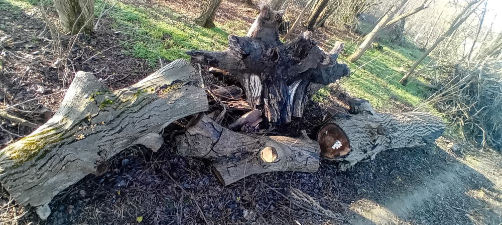 Lemn de nuc tăiat în toamnă