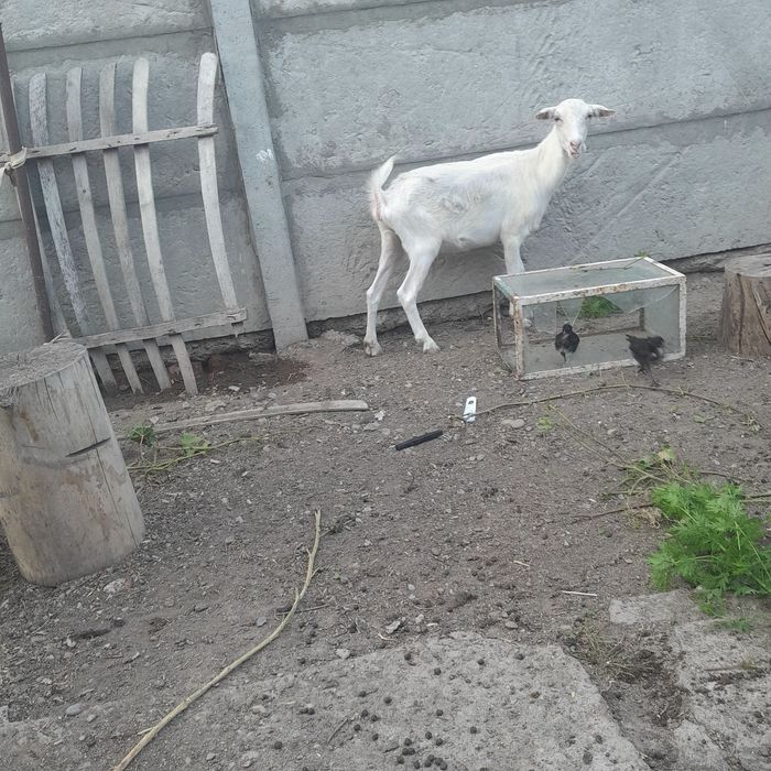 Продам зааненский, нубиский коз