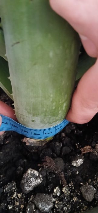Aloe Vera Barbadensis 7 ani terapeutic , ghiveci mare
