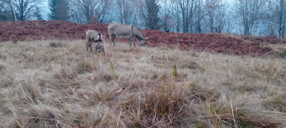 Magarita cu pui mic 2 săptămâni