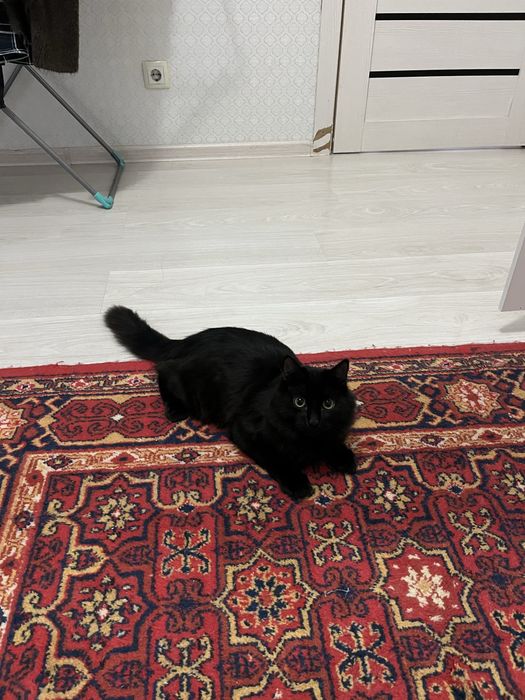 Kotenok,котенок игровый