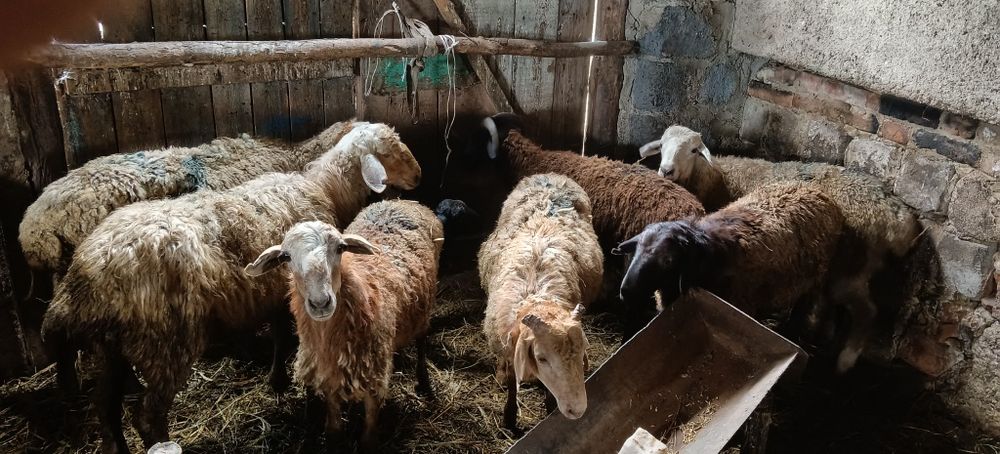 Продам Кошкаров (20 голов)