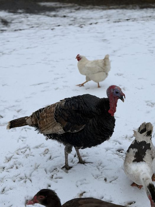 Pereche de curci pentru reproducere