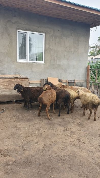 Продам баран на Курбан Айт в городе