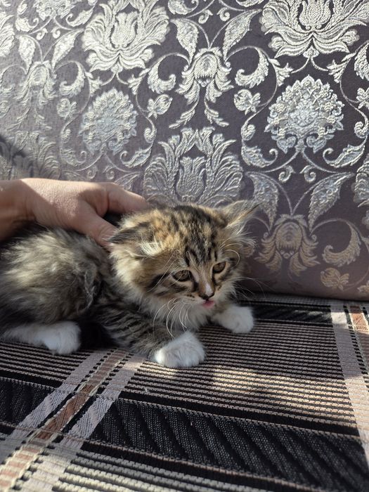 Отдам в хорошие руки
