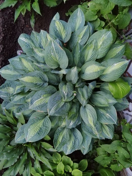 Хоста, вербейник монетчатый