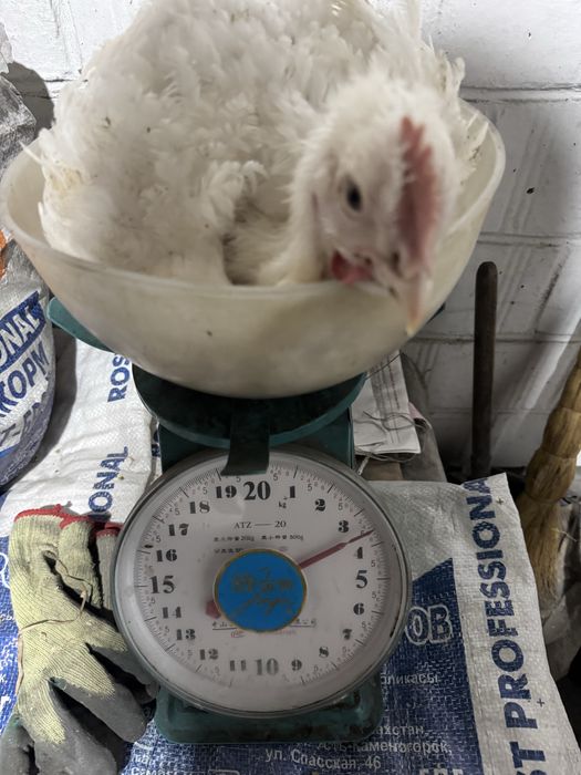 Домашний бройлер