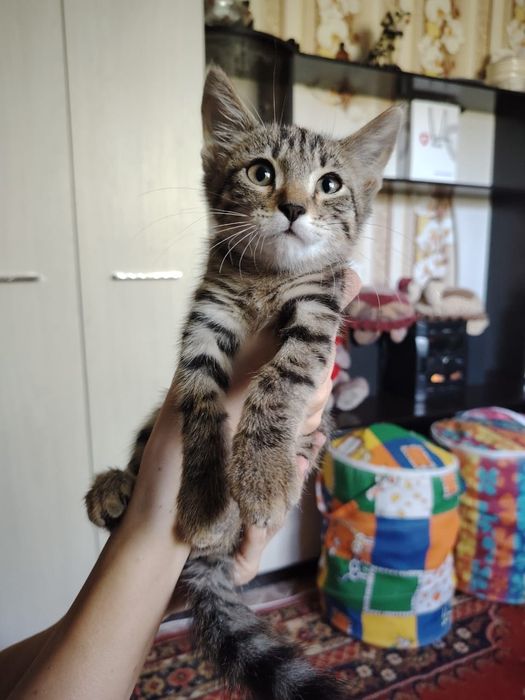 Шустрый котёнок мальчик