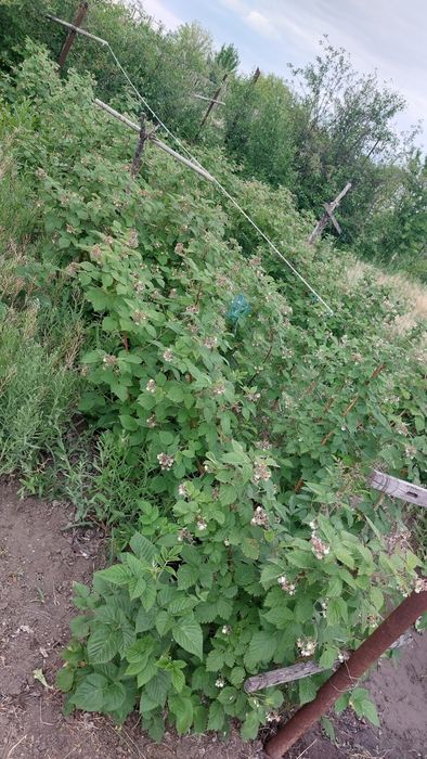 Продажа дачи на бугорках