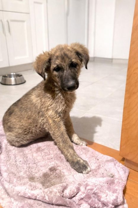 Щенок мальчик в добрые руки