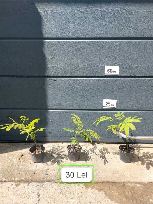 Arbore de Matase / Mimosa / Albizia Julibrissin la ghiveci