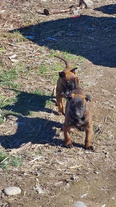 Бельгийская Овчарка малинуа