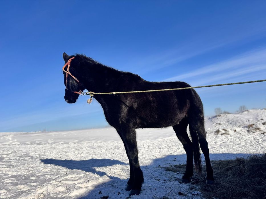 Үш жасар жуас ат сатылады