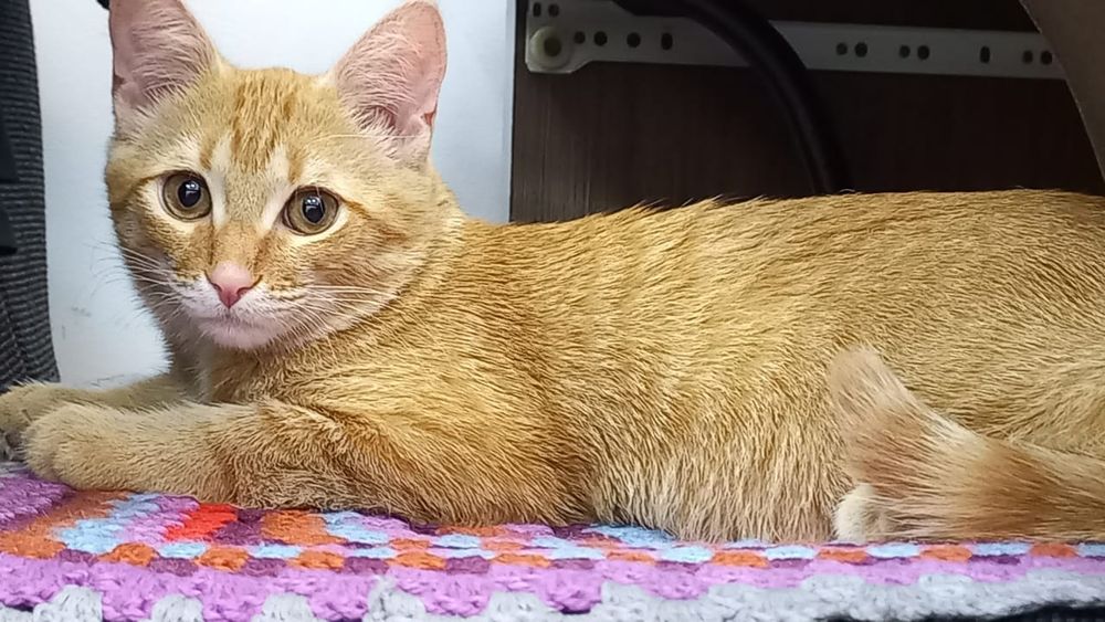 Отдам молодого котика