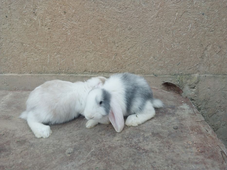 Fransuzkiy vesavoy baran bolalari