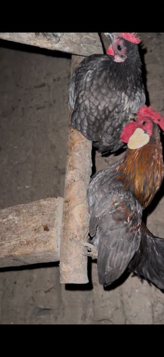 Продам карликовых кур пару