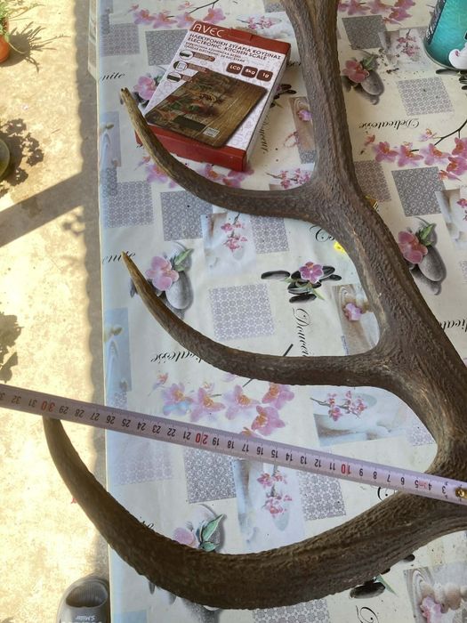 Corn de Cerb Carpatin Masiv