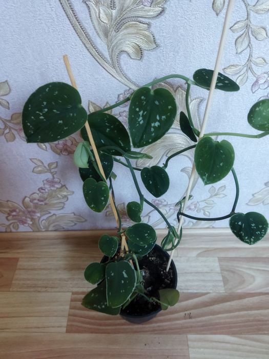 Комнатные цветы продам