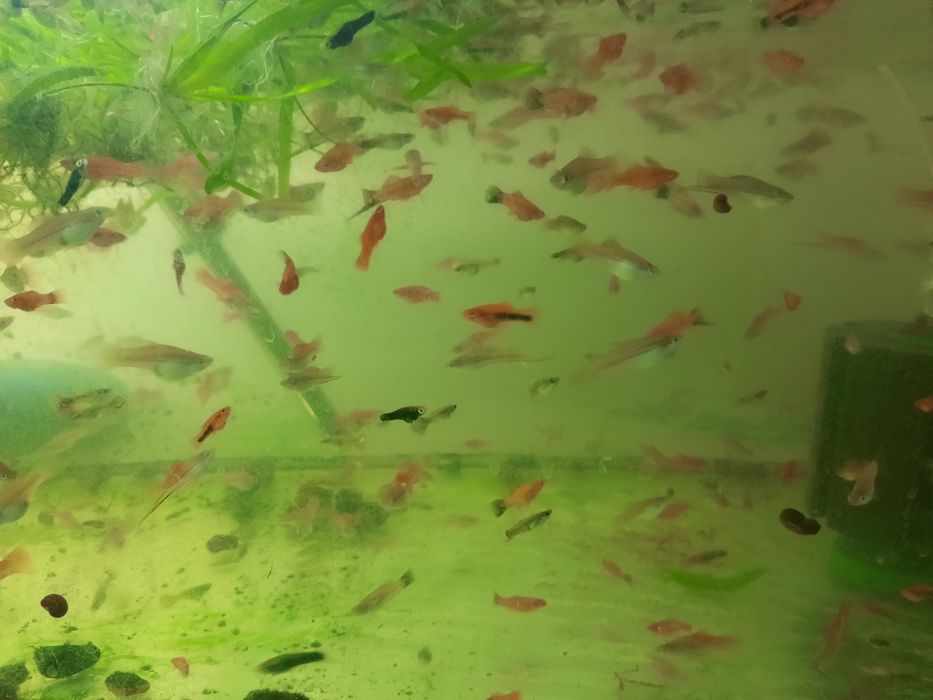 Меченосцы  рыбки