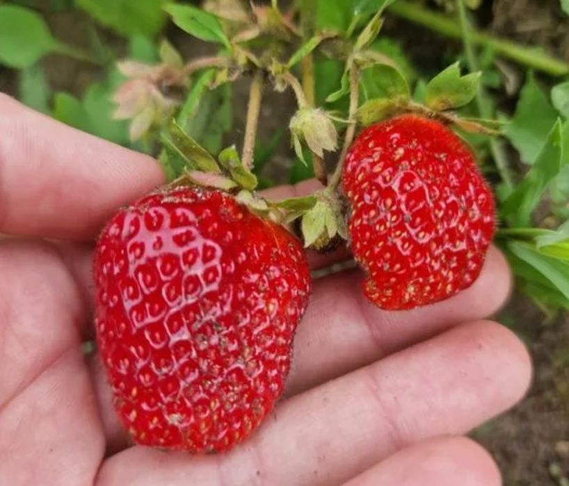 Рассада Многоразовый клубники