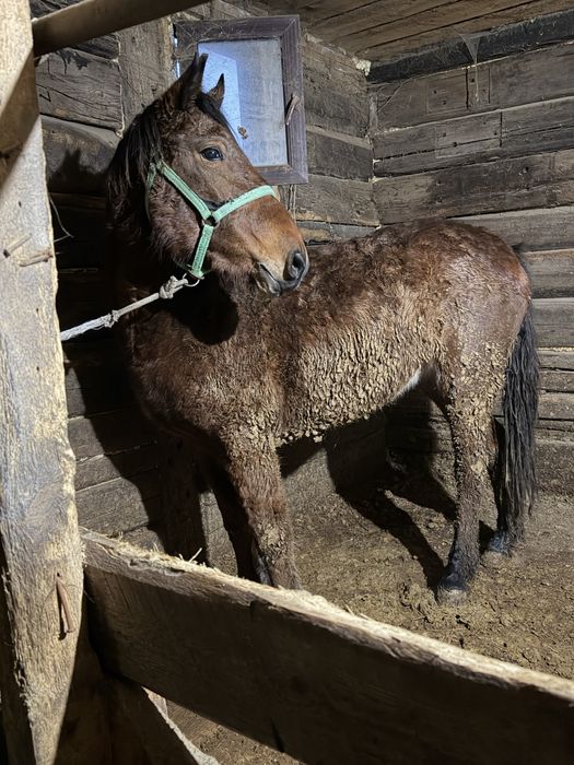 Байтал  сатылады.