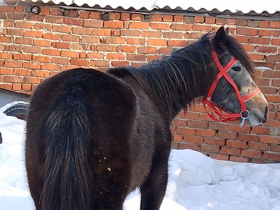 Лашадь, кабыла 3г