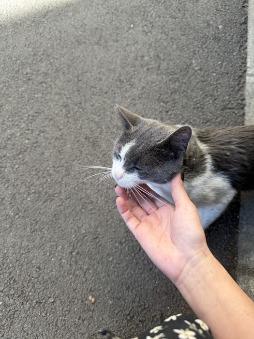 Pisoi pentru adoptie