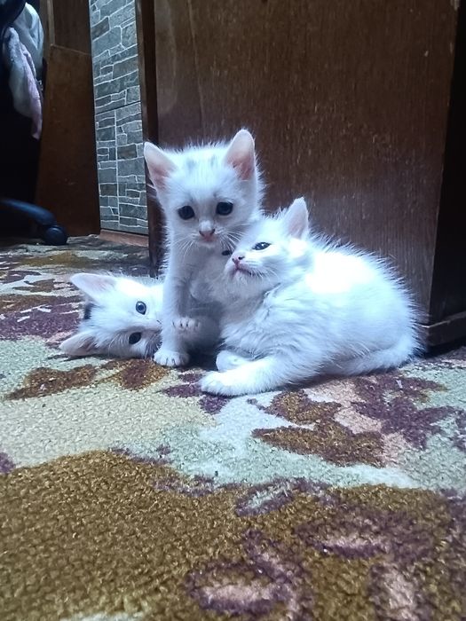 Котята ждут вас!