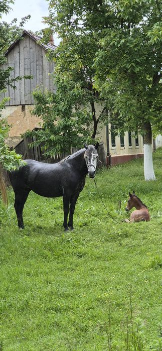 Vand iapa sura de 5 ani  cu manza