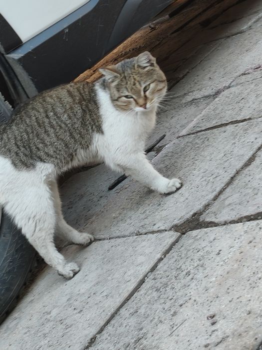 Отдадим в хорошие руки