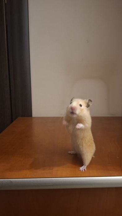 Hamsterii de vânzare