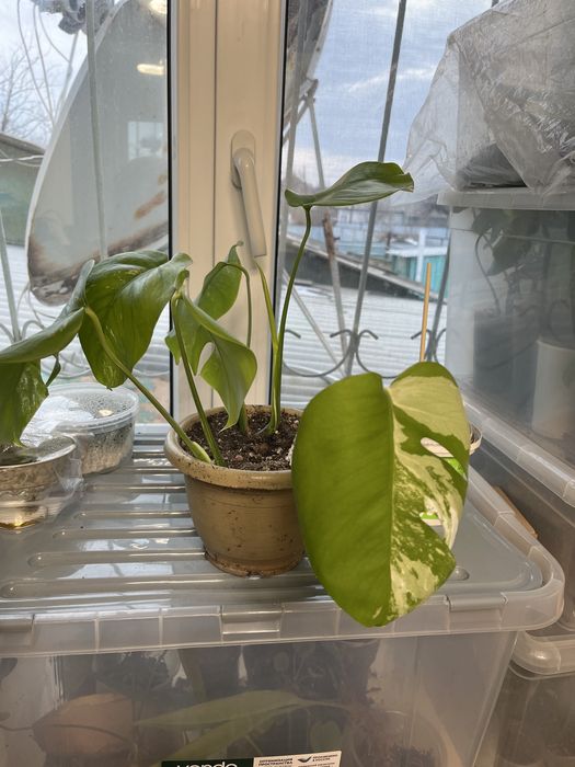 Монстера альба хороший вар